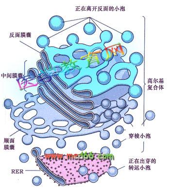 内质网简笔画