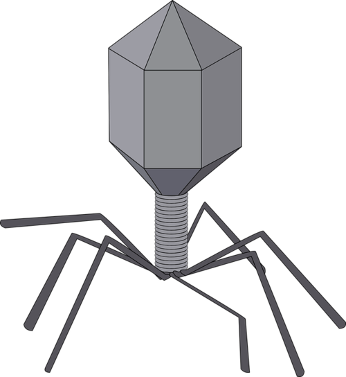 噬菌体病毒简笔画