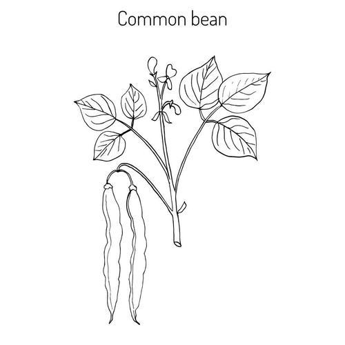 蚕豆种子的生长变化简笔画