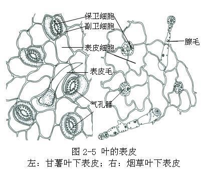 保卫细胞简笔画