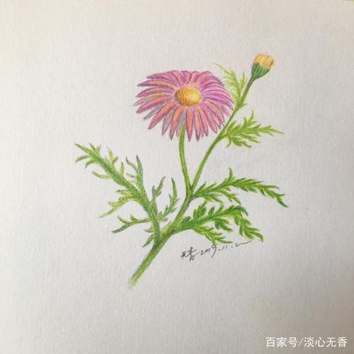 简笔画手绘木茼蒿