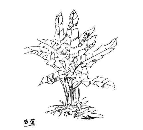 芭蕉树叶子简笔画