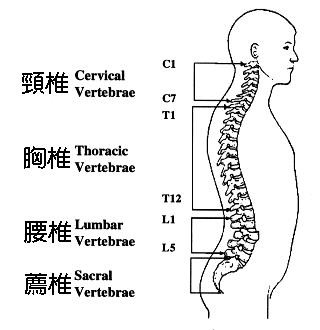 颈椎跟脊椎简笔画