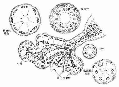 唾液腺简笔画