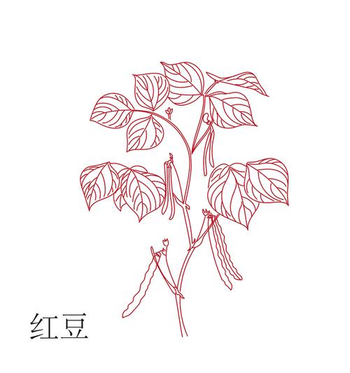 赤豆植株简笔画