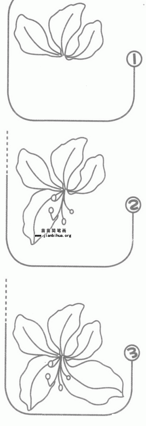 紫荆花简笔画图片教程