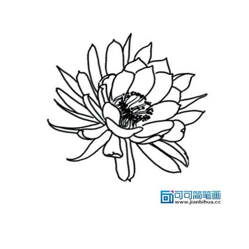 可可简笔画昙花简笔画简笔画手绘线稿650花朵简笔画-简笔画手绘线稿