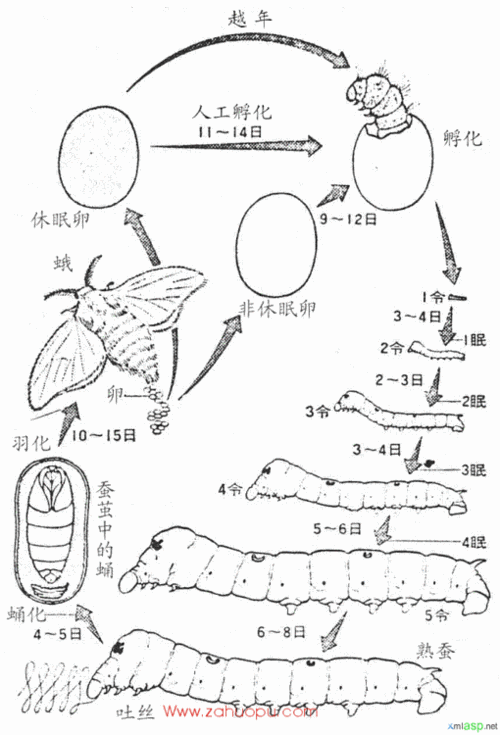 蚕宝宝的一生简笔画手抄报 蚕的一生手抄报