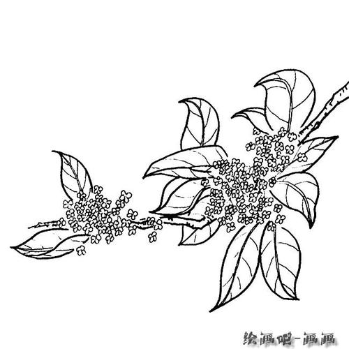 桂花简笔画图片