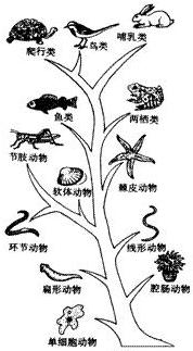 生物进化图简笔画 简笔画图片大全-蒲城教育文学网