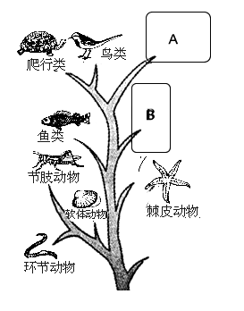 动物的生长过程简笔画集