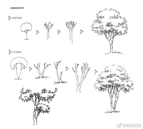 手绘表现中树的画法作者|画法|手绘|赵航新浪网幼儿简笔画作品图片