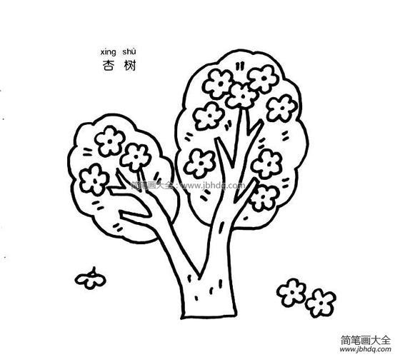 杏树图片简笔画