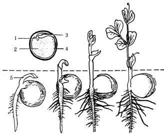 豆生长过程简笔画