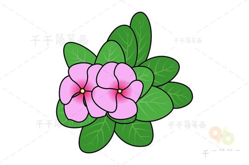 长春花简笔画